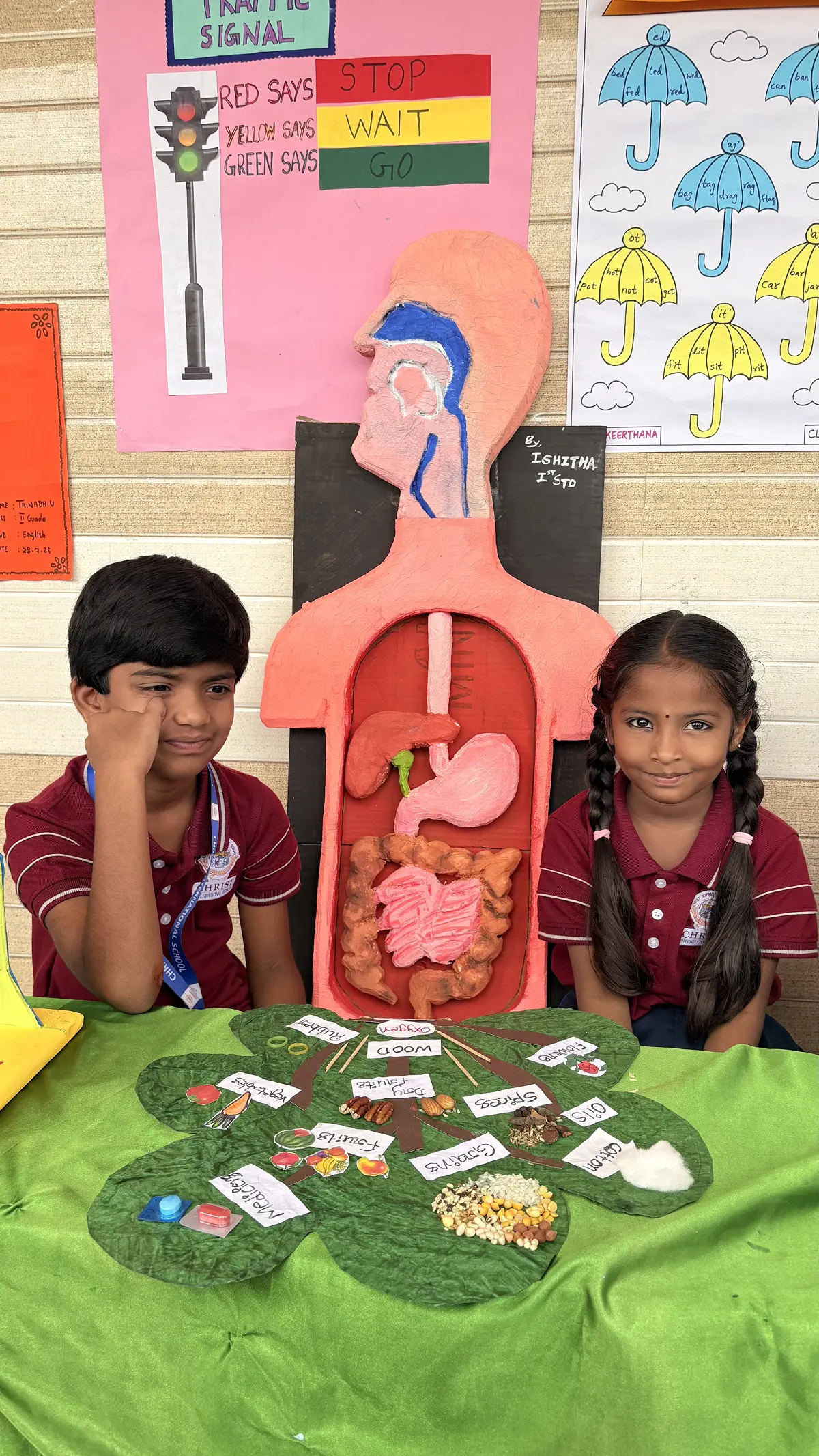 human digestive system