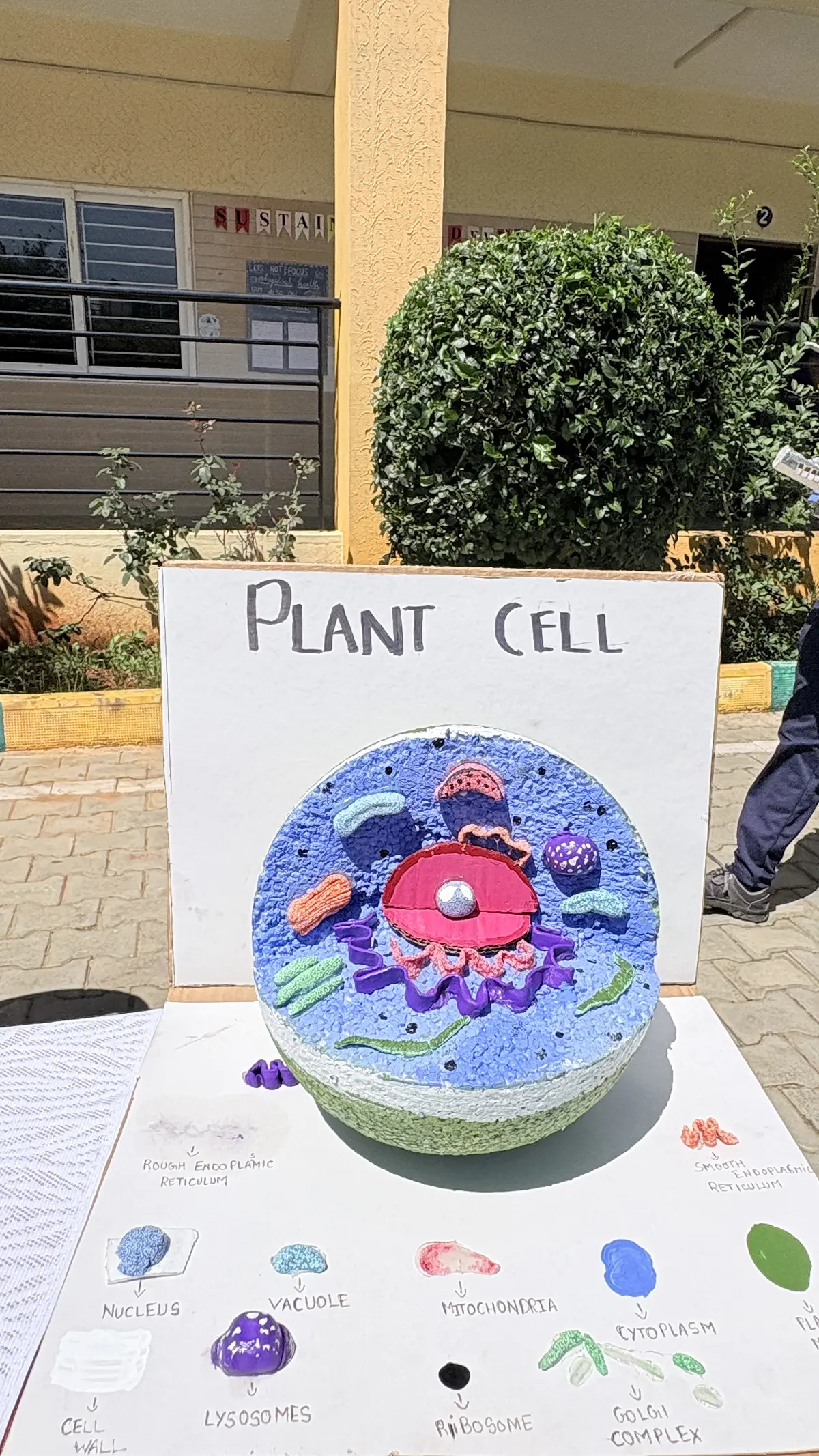 plant cells